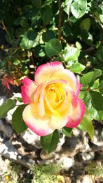 Close-up of pink rose blooming outdoors