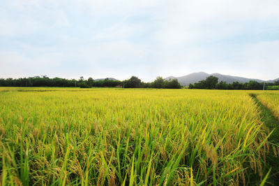 Scenic view of oilseed rape field against sky