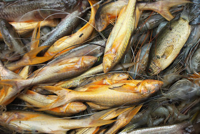 High angle view of fish for sale in market