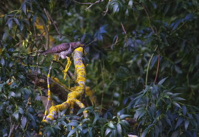 Close-up of lizard on land