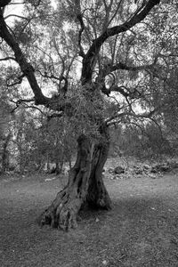 Bare tree on landscape