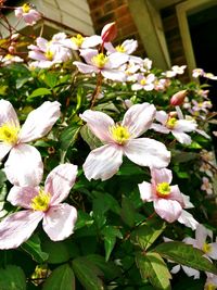 Close-up of flowers blooming outdoors