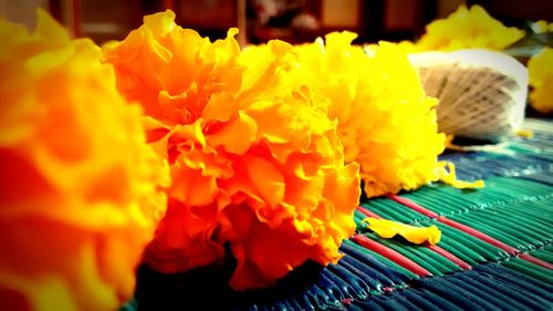 Close-up of orange flower blooming outdoors