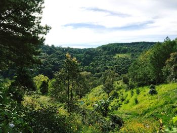 Scenic view of forest against sky