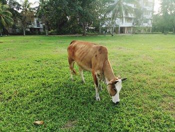 Cow grazing on field