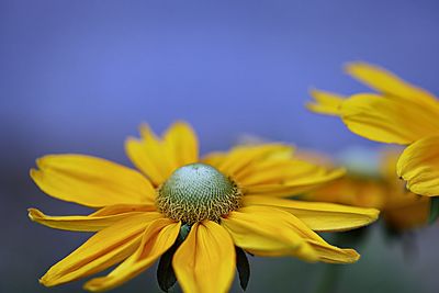 Close-up of yellow flower