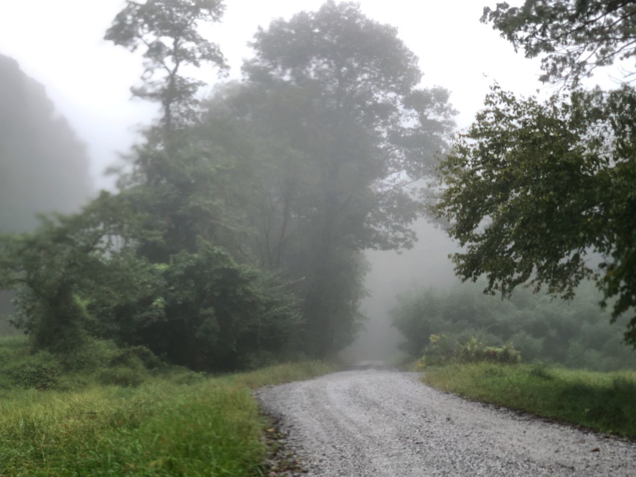 tree, plant, fog, tranquility, nature, road, the way forward, direction, day, tranquil scene, transportation, beauty in nature, growth, no people, non-urban scene, scenics - nature, land, outdoors, sky