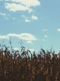 Scenic view of field against cloudy sky