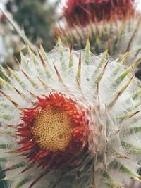 Close-up of red cactus flower