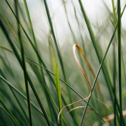 Close-up of green leaf on grass