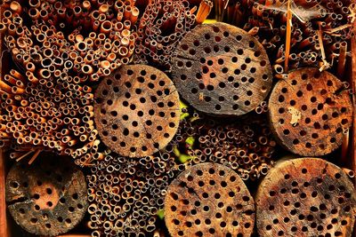 Full frame shot of cactus for sale in market