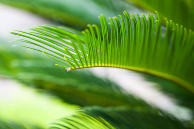 Close-up of palm tree leaves