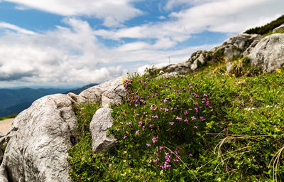 Close-up of purple flowering plants by rocks against sky