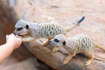 Cropped hand feeding meerkat