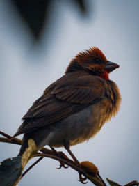 Close-up of bird perching on branch