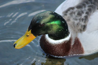 Close-up of yellow flower