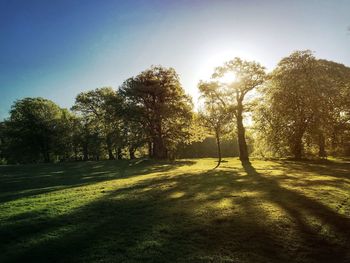 Trees on field against clear sky