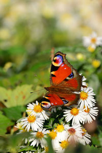 Close-up of butterfly pollinating on flower