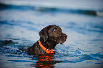 Close-up of chocolate retriever in water