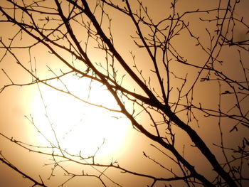 Low angle view of bare trees at sunset