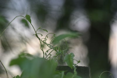 Close-up of plant growing outdoors