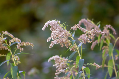 Close-up of flowering plants on field