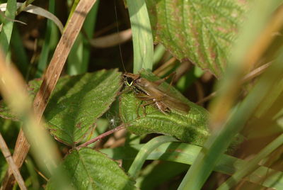 Close-up of insect on leaf