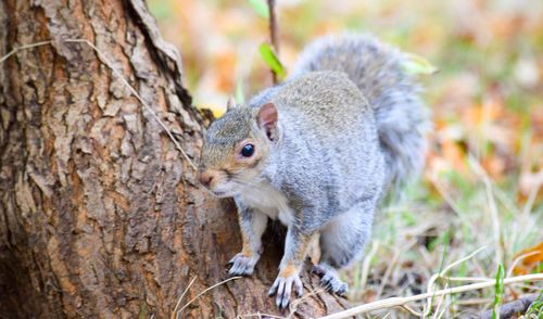 Close-up of squirrel on tree trunk