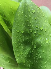 Close-up of water drops on leaf