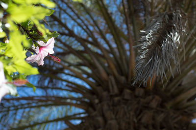 Flower blooming by palm leaf