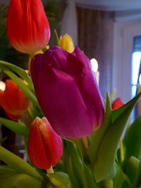 Close-up of tulips blooming outdoors