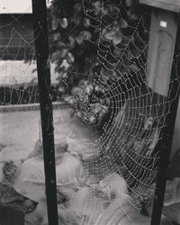 Close-up of water drops on spider web