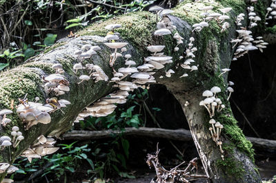 Close-up of tree trunk in forest