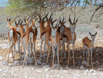 Herd of deer