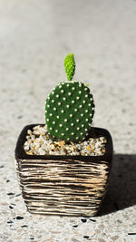 Close-up of succulent plant on table