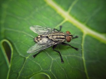 Close-up of fly on leaf