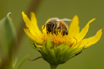 Close-up of bee pollinating on yellow flower