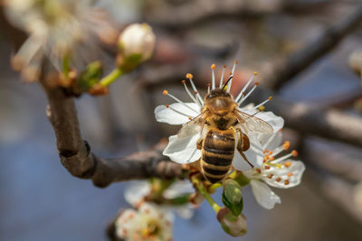 Close-up of insect on flower