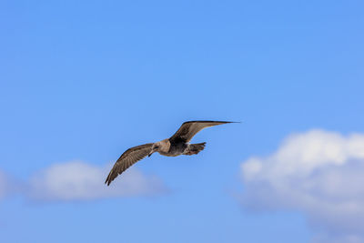 Low angle view of bird flying against clear blue sky