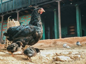 Ducks in a zoo