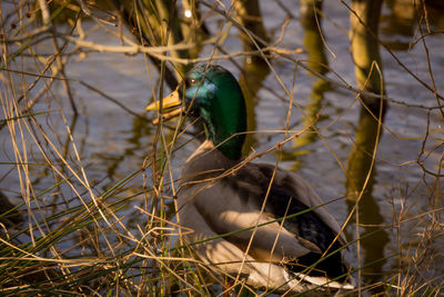 Close-up of bird