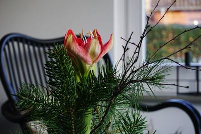 Close-up of flowering plant