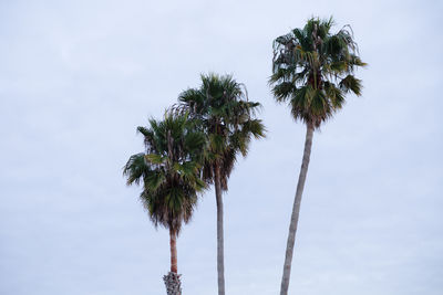 Low angle view of palm tree against sky