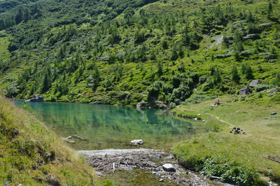 High angle view of stream amidst trees in forest