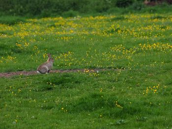 View of bird on field