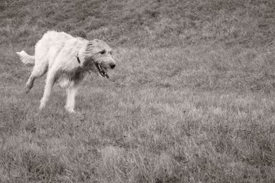 Dog running on field