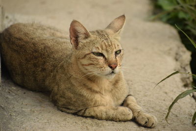 Close-up portrait of a cat