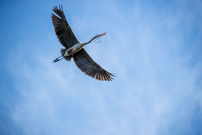 Low angle view of eagle flying in sky