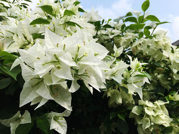 Close-up of white flowering plant