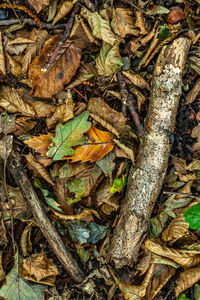 High angle view of dry leaves on land